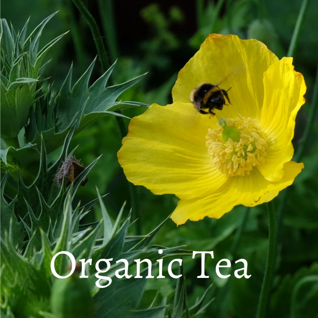 Organic Tea