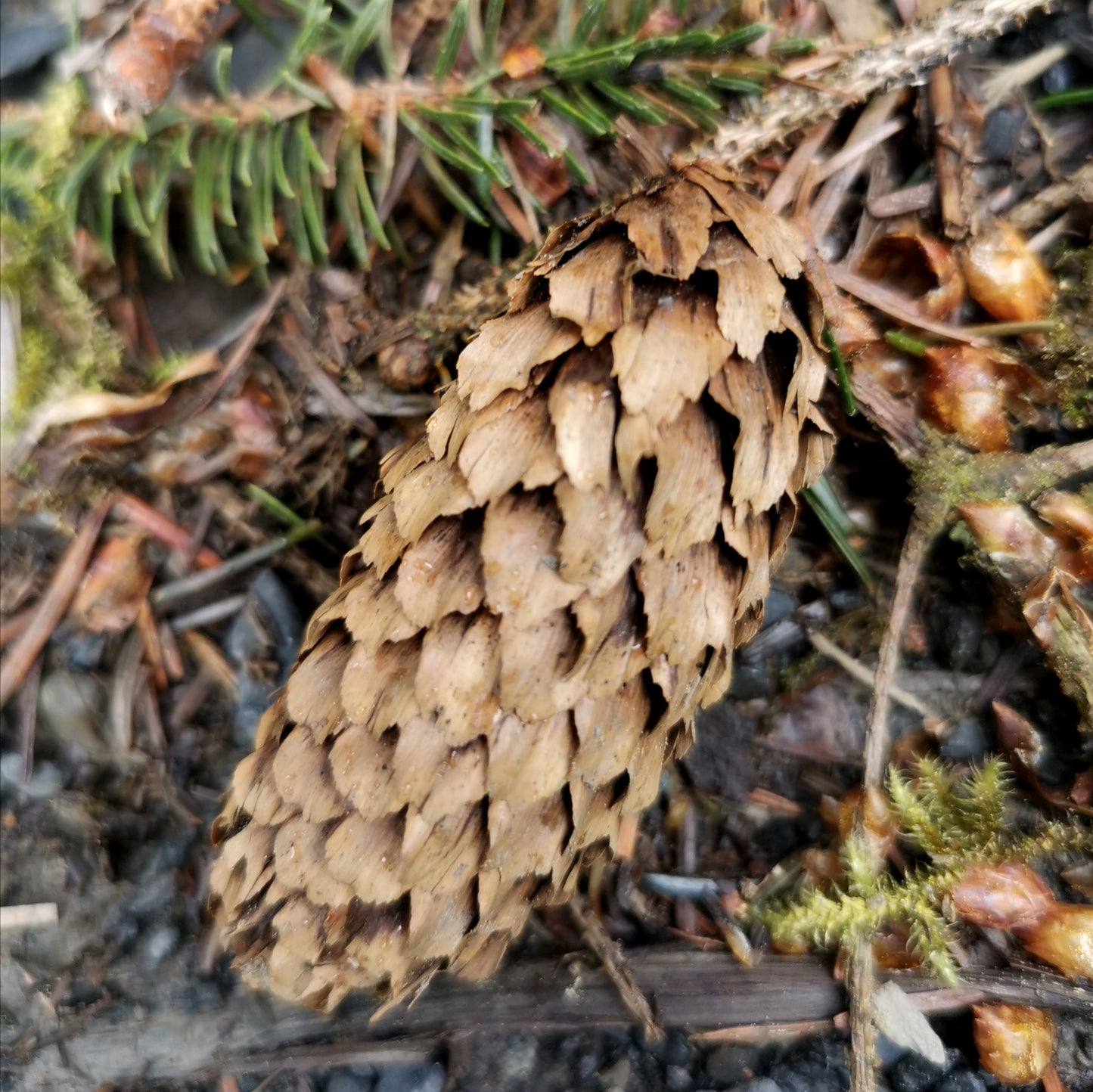 Tea & Woodland Weaving - DATE - Sep 26. 2026